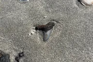 Charleston Fossil Excursion with Local Guide thumbnail 3