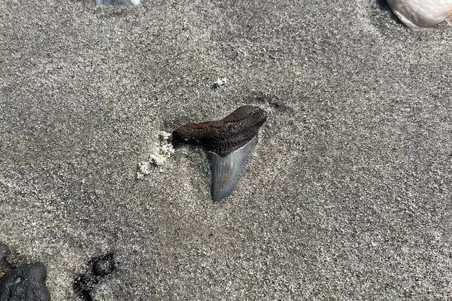 Charleston Fossil Excursion with Local Guide - Image 3