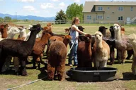 Bozeman Alpaca and Llama Farm Tour thumbnail 5