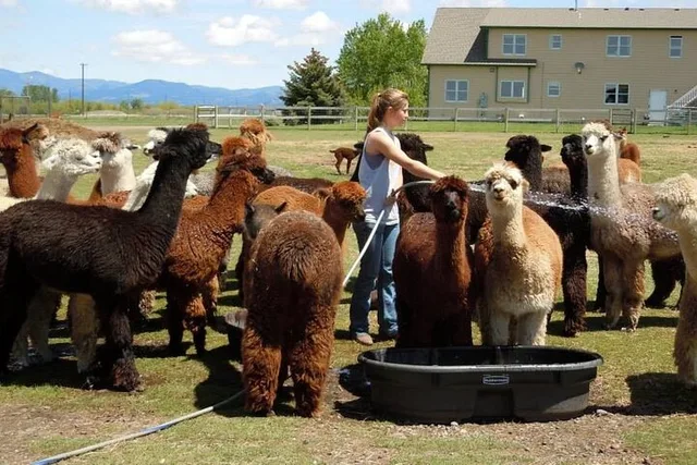 Bozeman Alpaca and Llama Farm Tour - Image 5