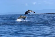 Kailua-Kona Dolphin Watch and Snorkel Tour thumbnail 1