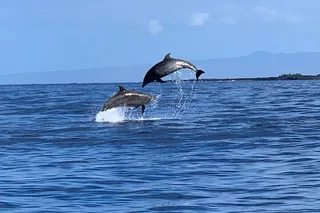 Kailua-Kona Dolphin Watch and Snorkel Tour