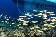Kona Underwater Submarine Adventure thumbnail 1