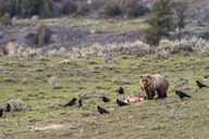 Yellowstone Wildlife Photography Tour 3 Days thumbnail 3