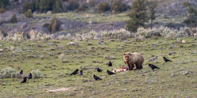 Yellowstone Wildlife Photography Tour 3 Days - Image 3