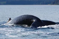 Icy Strait Whale Watching Adventure thumbnail 3