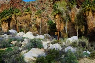 Palm Springs Indian Canyons Jeep and Hiking Tour thumbnail 5