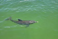 Fort Myers Beach Dolphin & Sightseeing Tour 90 min thumbnail 5