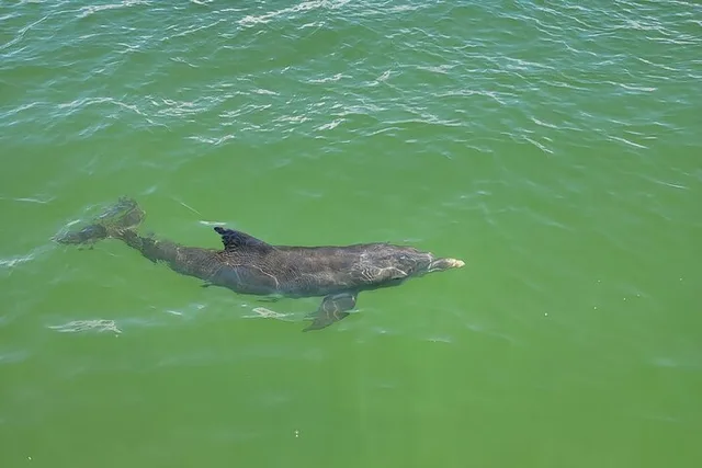 Fort Myers Beach Dolphin & Sightseeing Tour 90 min - Image 5