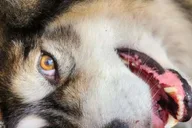 Fairbanks Alaskan Sled Dog Adventure 1.5 hr thumbnail 4
