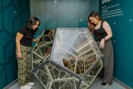 New Orleans Museum of Illusions Entry Ticket thumbnail 3