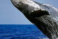 Kona Whale Watching Tour thumbnail 1
