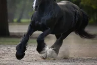 Ocala Gypsy Gold Horse Farm Walking Tour thumbnail 6