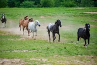 Memphis Horseback Trail Ride 1 hr thumbnail 6