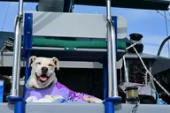 Oahu Catamaran Snorkel Tour with Turtle Sighting 2 hr thumbnail 4
