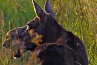 Jackson Sunset Wildlife Safari thumbnail 6
