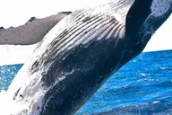 Waikoloa Whale Watching Catamaran Tour 1.5 hr thumbnail 5