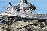 Juneau Segway Rainforest Tour thumbnail 4