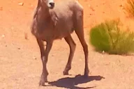 Las Vegas Valley of Fire Guided Tour with Lunch thumbnail 5