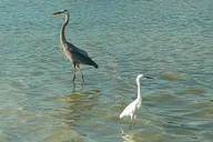 St. Petersburg Kayak Adventure at Shell Key Preserve thumbnail 3