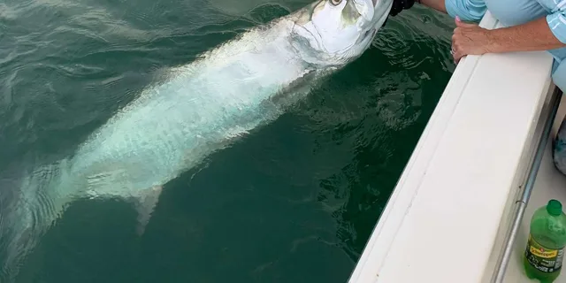 Key West Inshore Fishing Charter 4 hr - Image 3