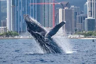 Honolulu Whale Watching Tour thumbnail 3