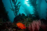 Catalina Island Sightseeing Tour from Orange County thumbnail 5