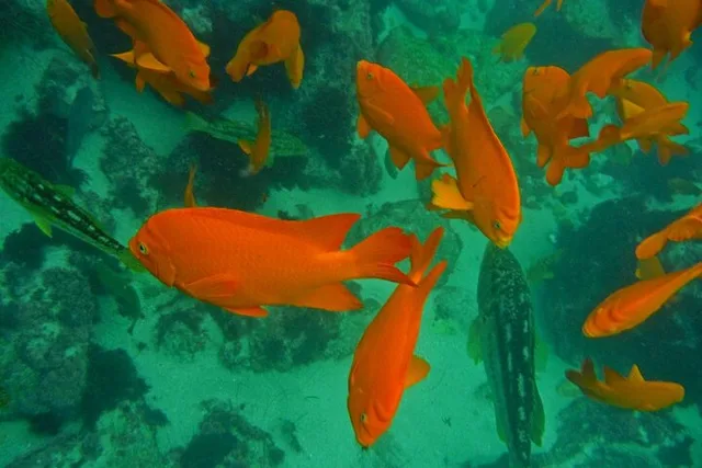La Jolla Snorkel Adventure with Wetsuit Rental - Image 3