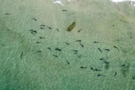 La Jolla Kayak and Snorkel Tour 2.5 hr thumbnail 4