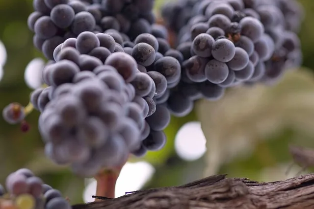 Santa Barbara Wine Tour in Santa Ynez Valley - Image 5