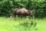 Anchorage Turnagain Arm Tour thumbnail 5