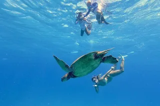 Waikiki Snorkel and Wildlife Cruise