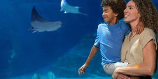 Orlando SeaWorld Park Admission Ticket