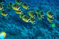 Maui Beach Snorkel Tour 1.5 hr thumbnail 3