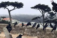 San Francisco Wild Coast Walking Tour thumbnail 2