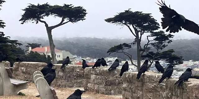San Francisco Wild Coast Walking Tour - Image 2