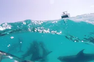 Key West Dolphin Watching and Guided Snorkeling thumbnail 2