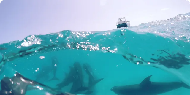 Key West Dolphin Watching and Guided Snorkeling - Image 2