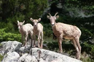 Yellowstone Wildlife Day Adventure thumbnail 1