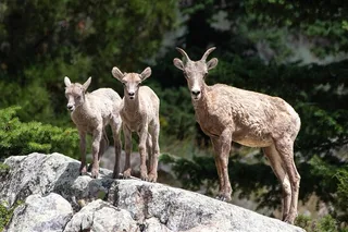 Yellowstone Wildlife Day Adventure