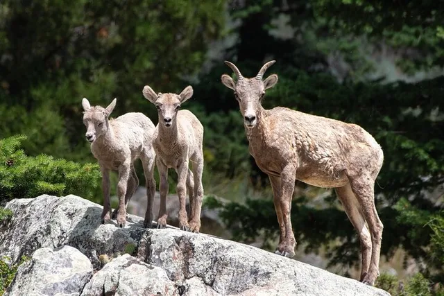 Yellowstone Wildlife Day Adventure - Image 1