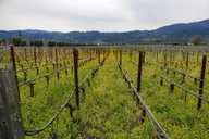 Napa Valley Sparkling Wine Tour 6 hr thumbnail 4