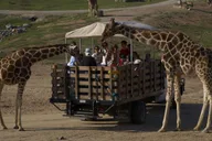 San Diego Zoo and Safari Park 2-Day Pass thumbnail 2