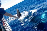Maui Whale Watching Boat Tour with Open Bar thumbnail 1