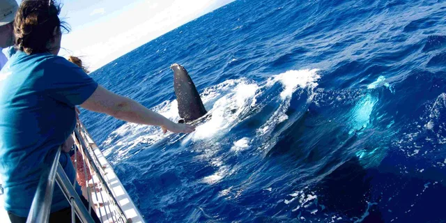 Maui Whale Watching Boat Tour with Open Bar - Image 1