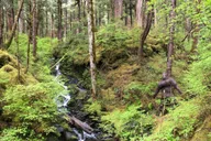 Ketchikan Bigfoot ATV and Hike Adventure thumbnail 3