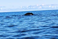 West Maui Whale Watching and Reef Snorkeling Kayak Adventure thumbnail 3