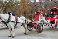 New York City Horse-Drawn Carriage Ride thumbnail 3