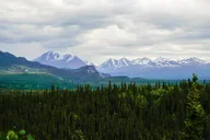 Denali Park Nature Walk with Expert Naturalist 3 hr thumbnail 5