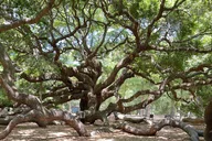 Charleston Wine Tasting and Tea Garden Tour thumbnail 6